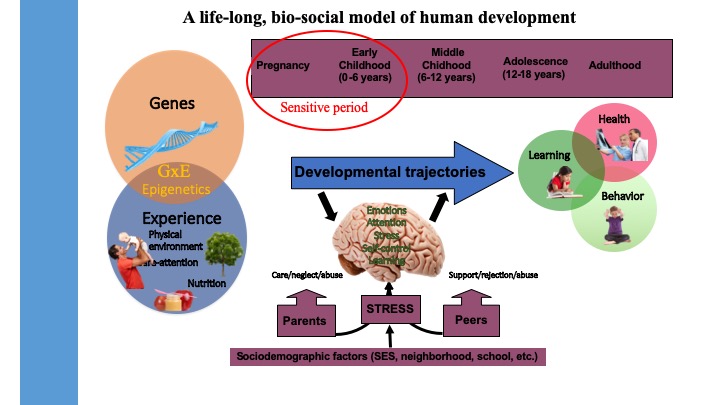 PDF) Biological maturation influences selection process in youth